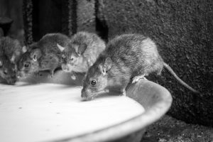 Temple des rats