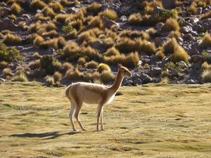 Vicuña